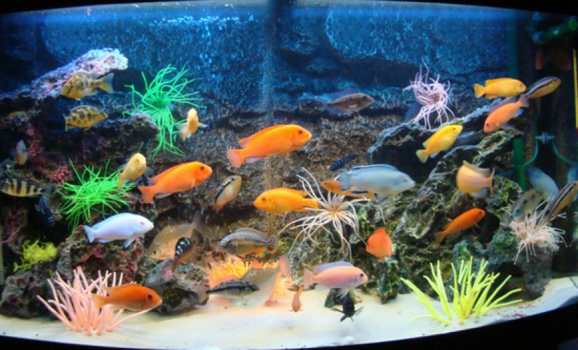 Малавийские цихлиды