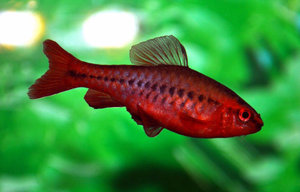 Барбус вишневый