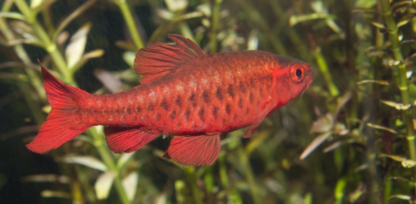 Барбус вишневый