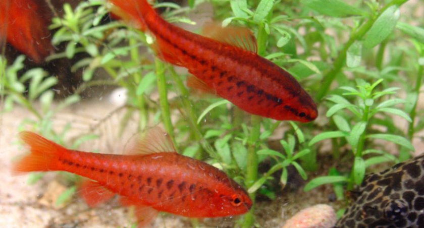 Барбус вишневый