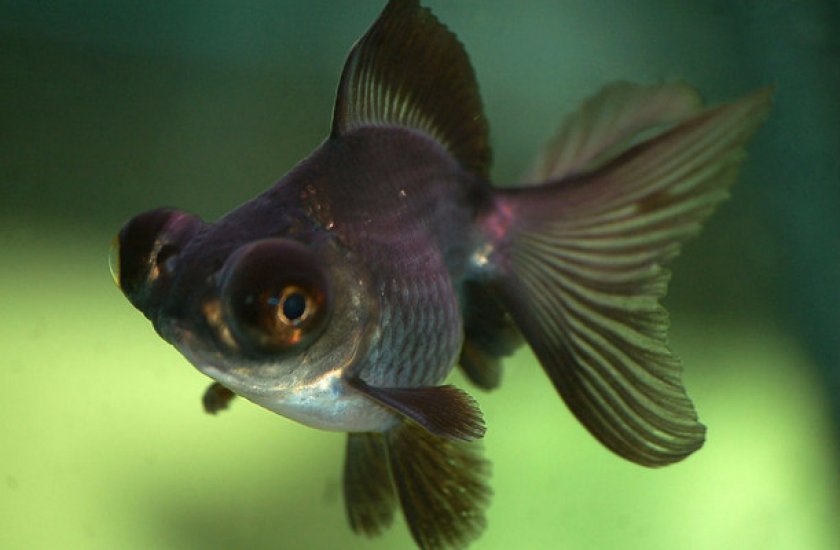 Ареал обитания Ареал обитания