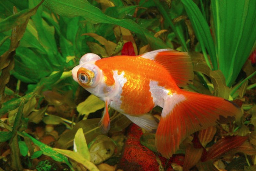 Описание и внешний вид Описание и внешний вид