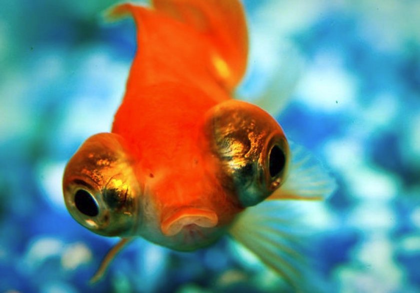 Описание и внешний вид Описание и внешний вид