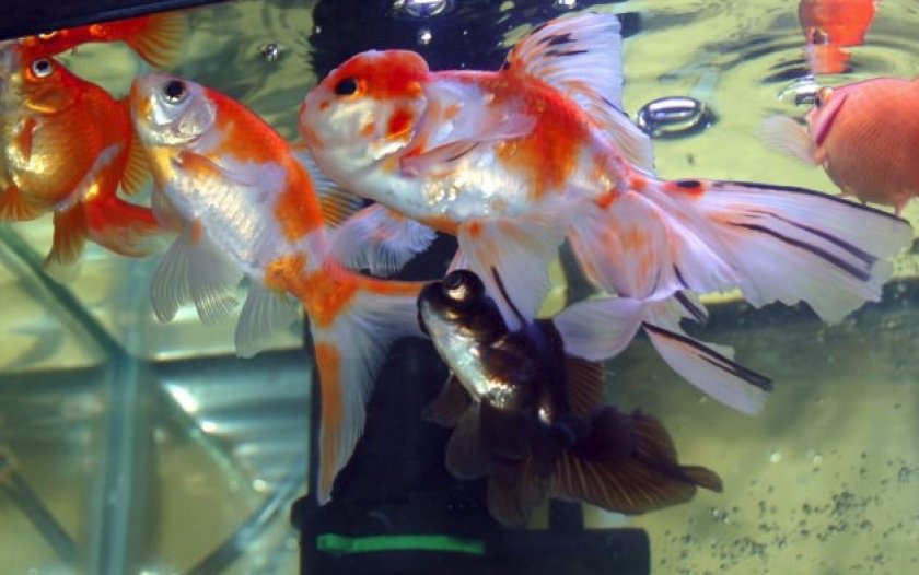 Кормление Кормление