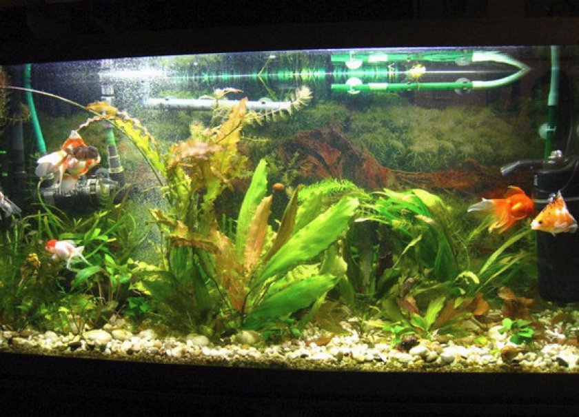 Требования к аквариуму Требования к аквариуму