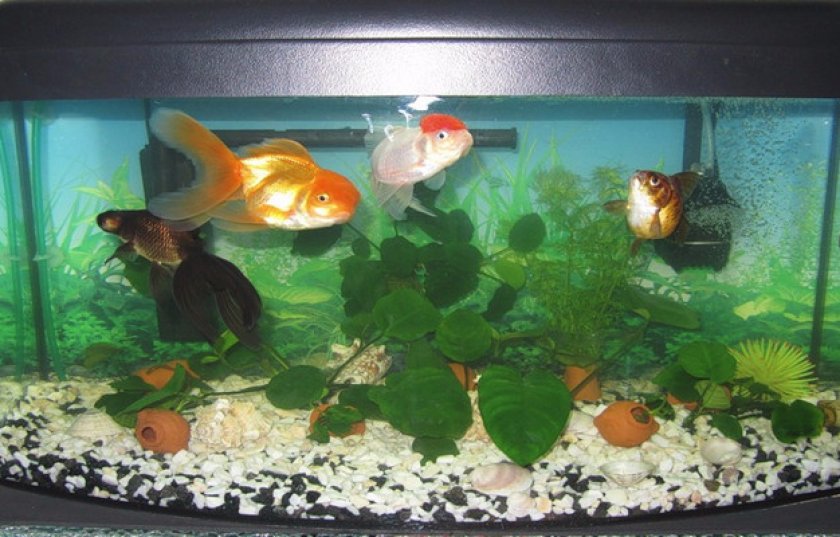 Требования к аквариуму Требования к аквариуму