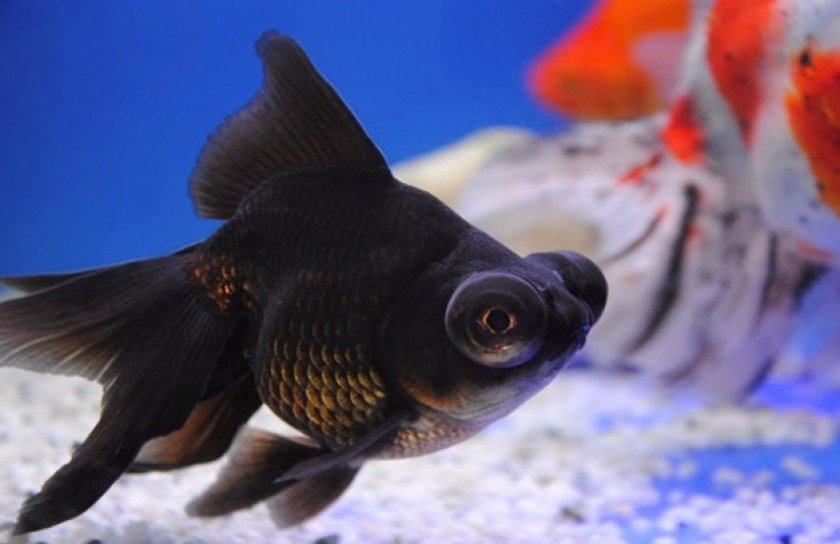 Размножение и разведение Размножение и разведение