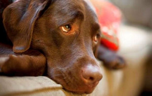 Эффективные способы лечения лишая у собак