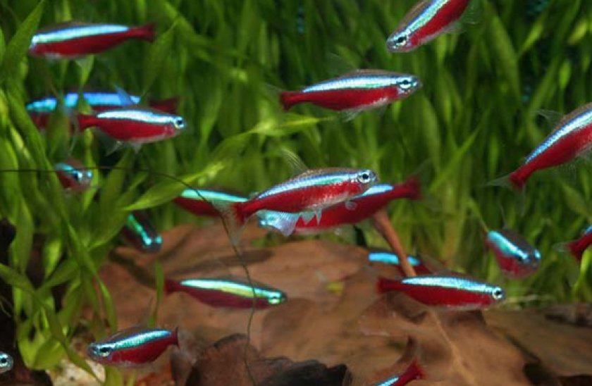 Аквариумные рыбки неоны