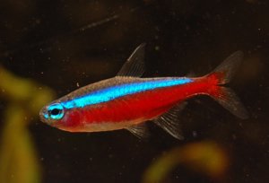 Аквариумные рыбки неоны