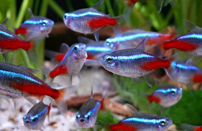 Аквариумные рыбки неоны Аквариумные рыбки неоны