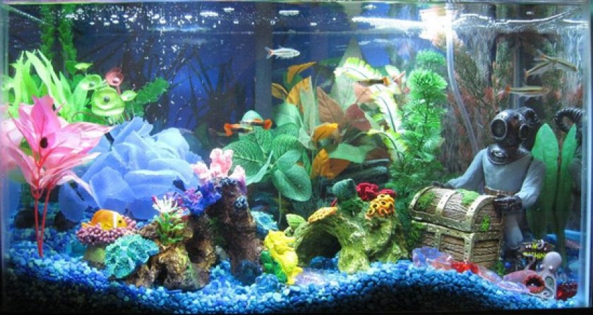 Аквариумные рыбки неоны Аквариумные рыбки неоны