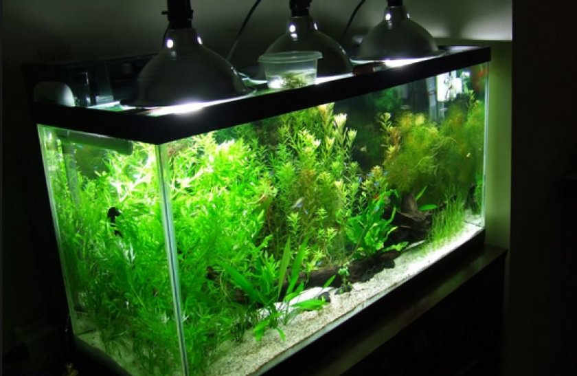 Аквариумные рыбки неоны Аквариумные рыбки неоны