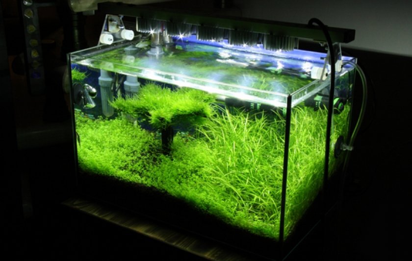 Аквариумные рыбки неоны Аквариумные рыбки неоны