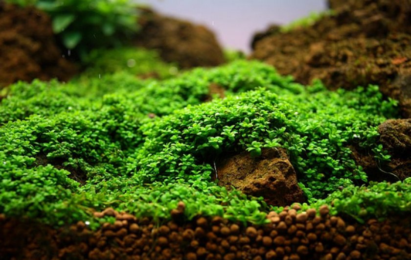 Аквариумные рыбки неоны Аквариумные рыбки неоны