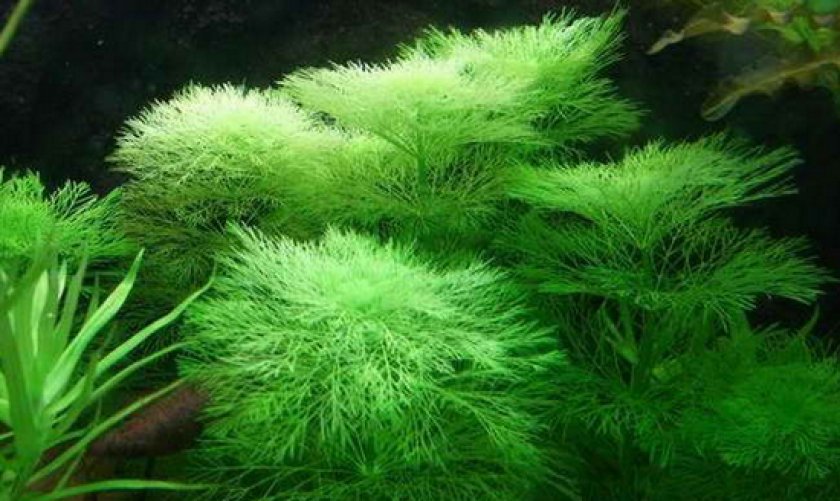 Аквариумные рыбки неоны Аквариумные рыбки неоны