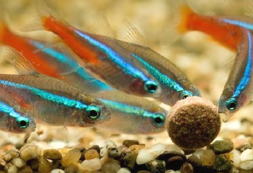 Аквариумные рыбки неоны Аквариумные рыбки неоны