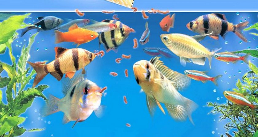 Аквариумные рыбки неоны Аквариумные рыбки неоны