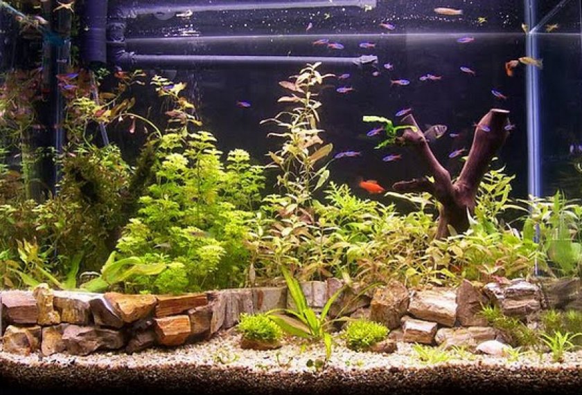 Аквариумные рыбки неоны Аквариумные рыбки неоны