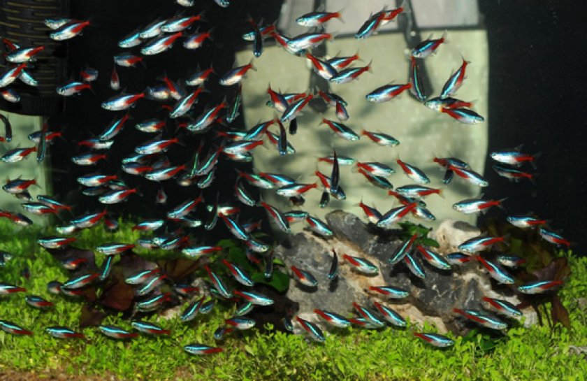 Аквариумные рыбки неоны Аквариумные рыбки неоны