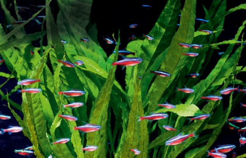 Аквариумные рыбки неоны Аквариумные рыбки неоны