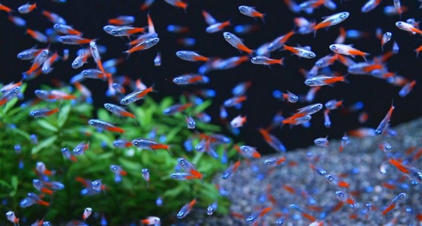 Аквариумные рыбки неоны Аквариумные рыбки неоны