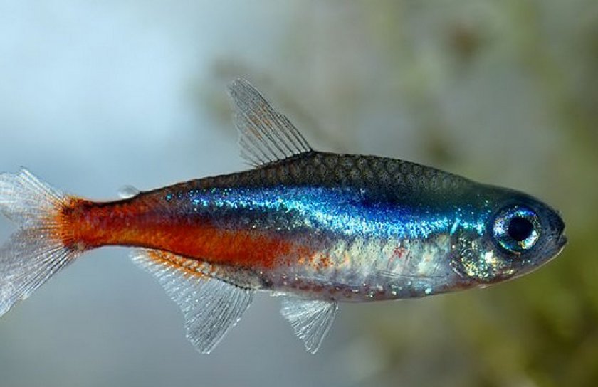 Аквариумные рыбки неоны Аквариумные рыбки неоны