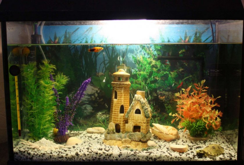 Аквариумные рыбки неоны Аквариумные рыбки неоны