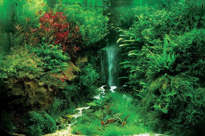 Аквариумные рыбки неоны Аквариумные рыбки неоны