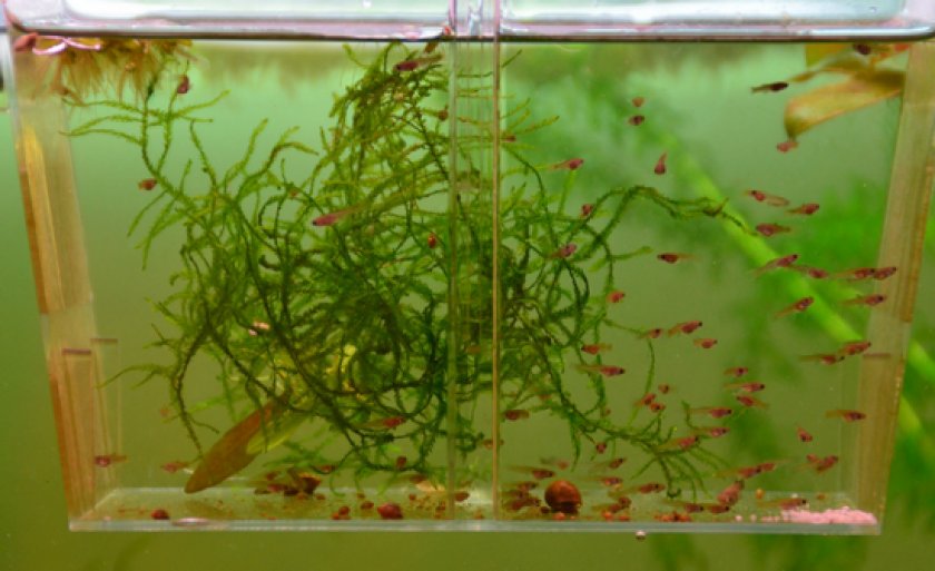 Выкармливание малька Выкармливание малька