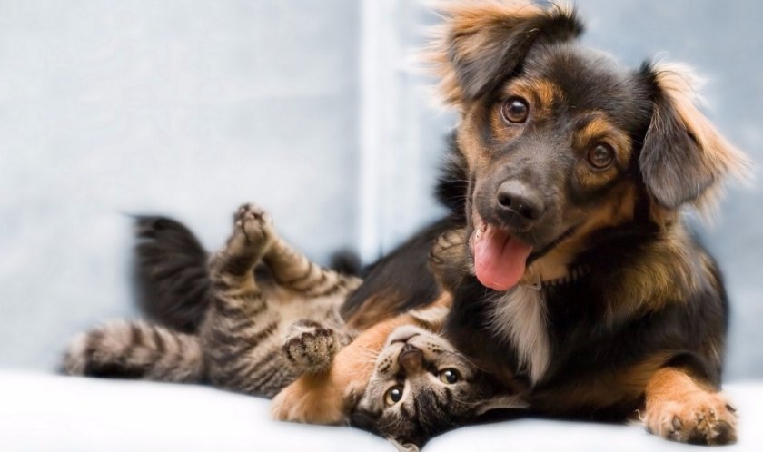 Кошка и собака