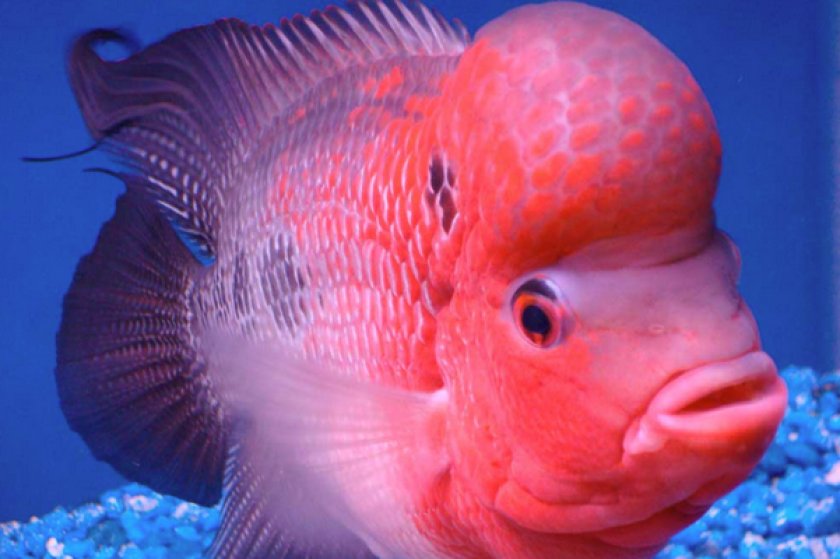 Фловер хорн