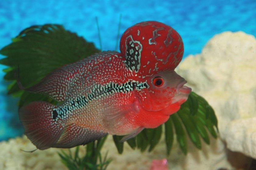 Фловер хорн