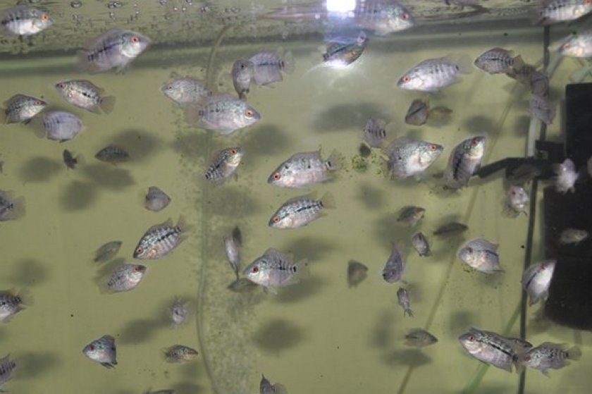 Фловер хорн