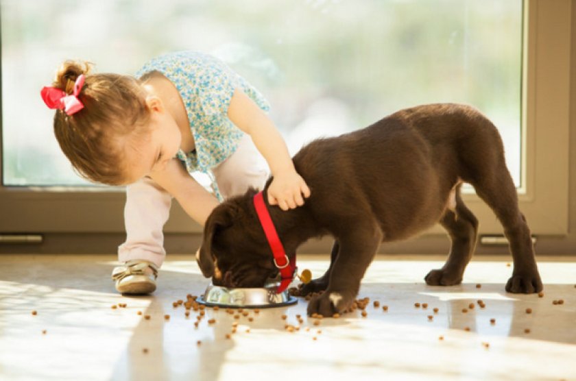 Монж для собак