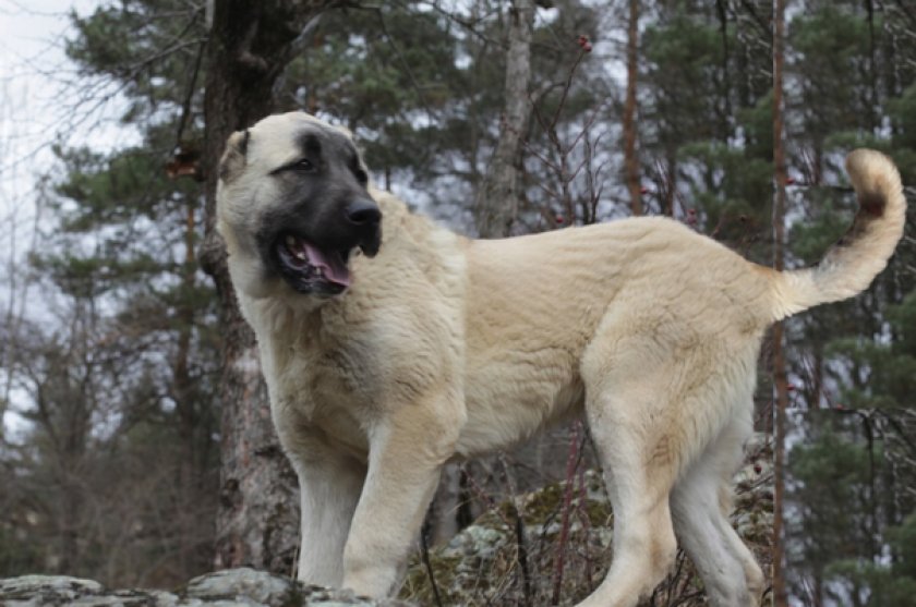 Армянский гампр Армянский гампр