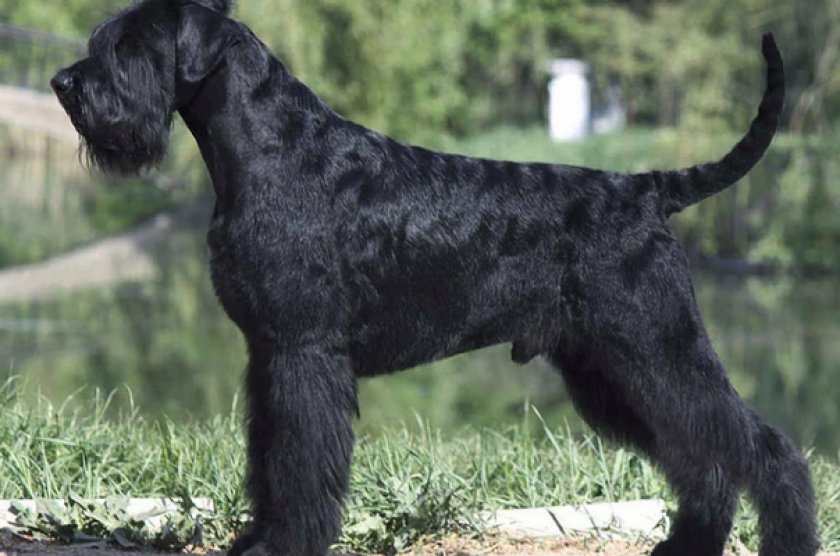 Баварский ризеншнауцер Баварский ризеншнауцер