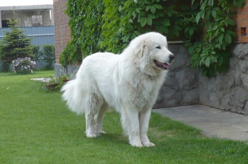 Пиренейский волкодав Пиренейский волкодав