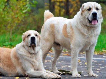 На какие известные породы подразделяется собака волкодав?