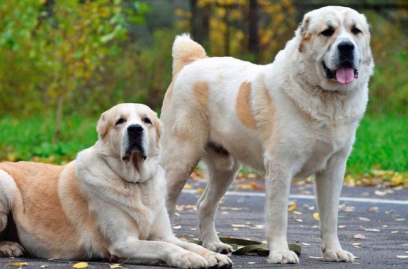 Алабай Алабай