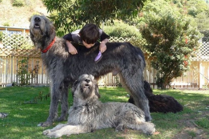 Волкодавы Волкодавы