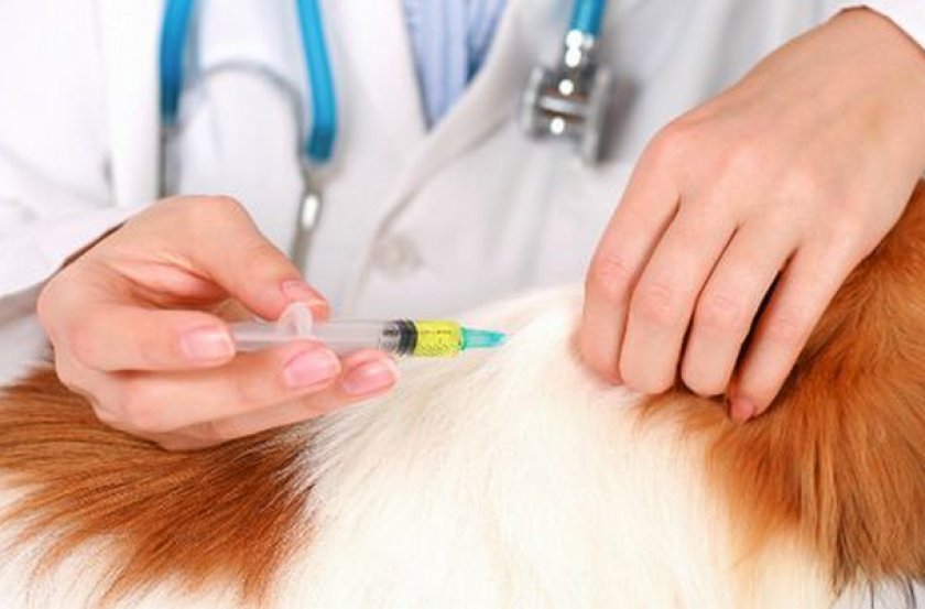 Прививка для собаки Прививка для собаки