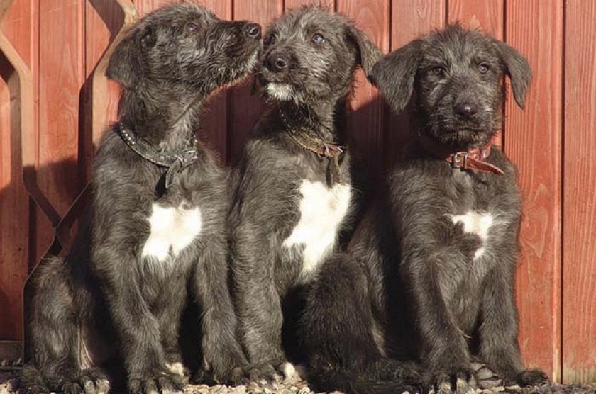 Щенки ирландского волкодава Щенки ирландского волкодава