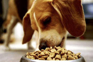 Корм для собак «Eukanuba»