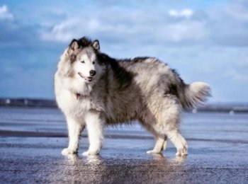 Порода собак маламут