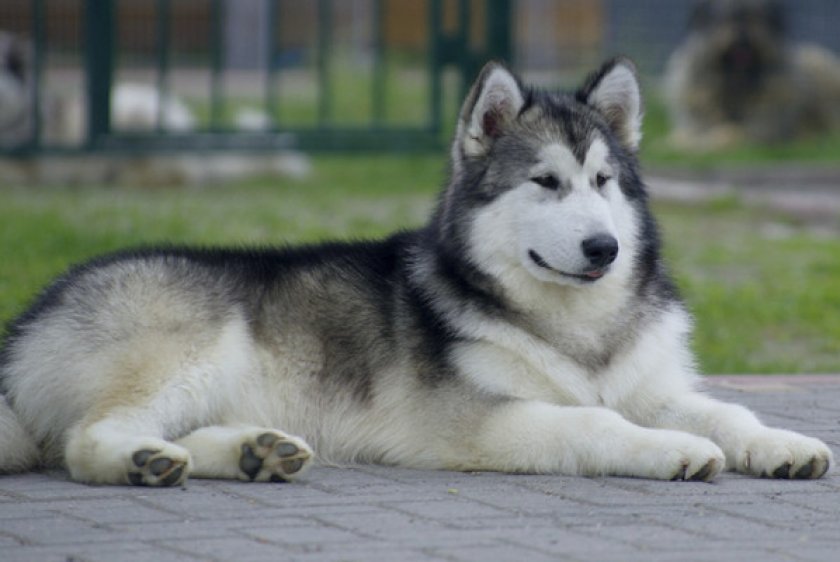 Происхождение породы и предназначение