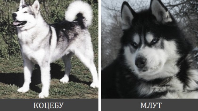 Происхождение породы и предназначение