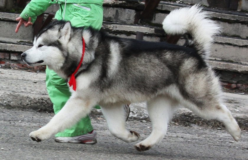 Дрессировка и обучение