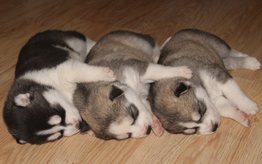 Как выбрать щенка и цена на него