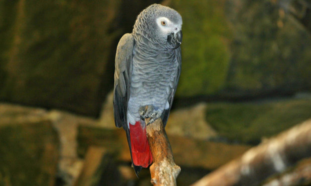 Psittacus erithacus erithacus Psittacus erithacus erithacus
